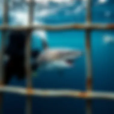 Magnificent Exploring Shark Cage Diving at the Farallon Islands Magnificent Exploring Shark Cage Diving at the Farallon Islands