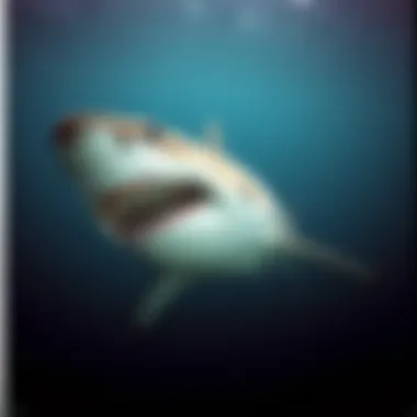 Magnificent Exploring the Great White Shark: Nature's Apex Predator Magnificent Exploring the Great White Shark: Nature's Apex Predator