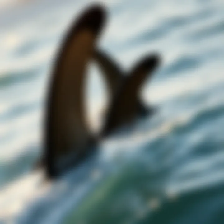 Magnificent Fins Swimming: An Essential Element of Surfing Dynamics
