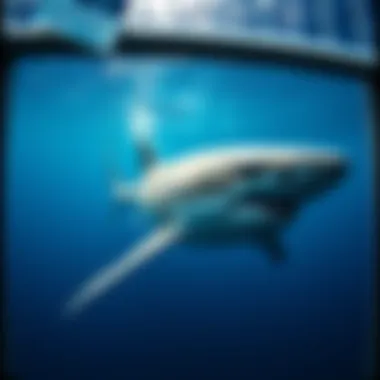 Magnificent Gansbaai Shark Cage Diving: An In-Depth Exploration Magnificent Gansbaai Shark Cage Diving: An In-Depth Exploration