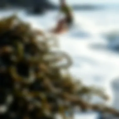 Magnificent The Benefits of Roasted Seaweed: A Nutritional and Culinary Perspective