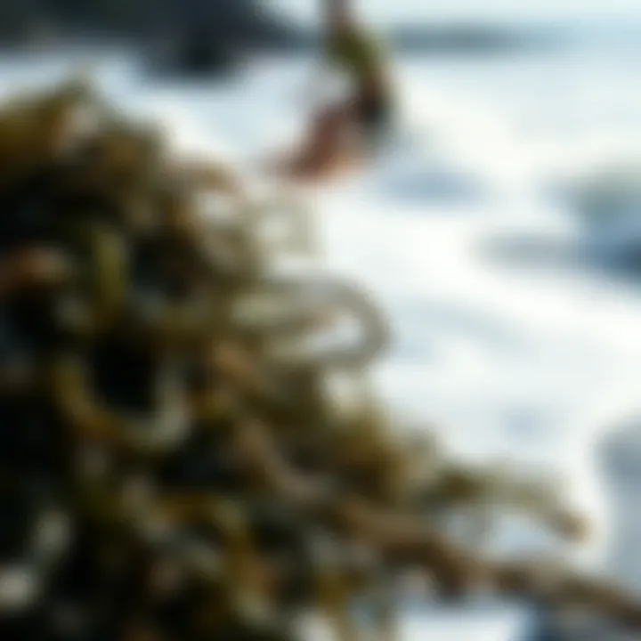 Magnificent The Benefits of Roasted Seaweed: A Nutritional and Culinary Perspective