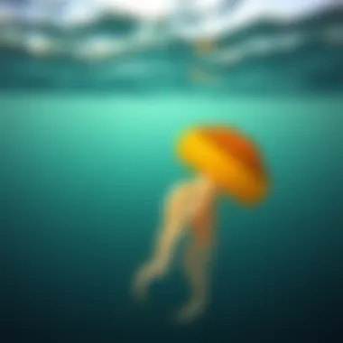Notable Comprehensive Guide to Managing Jellyfish Stings Notable Comprehensive Guide to Managing Jellyfish Stings