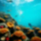 A stunning underwater scene showcasing vibrant coral reefs teeming with marine life