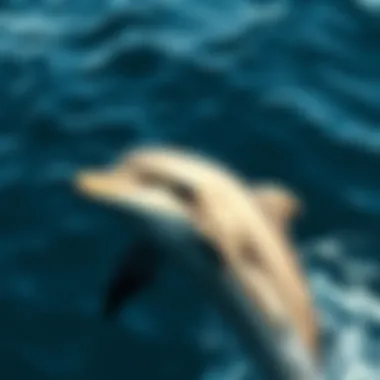 Notable Dolphins of the World: An In-Depth Exploration Notable Dolphins of the World: An In-Depth Exploration