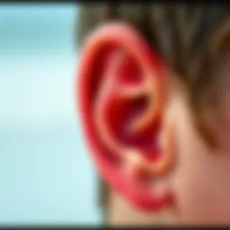 Anatomy of the ear showcasing inner structures