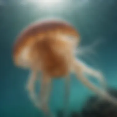 Close-up of jellyfish in ocean water