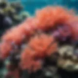 Vibrant coral reef teeming with marine life