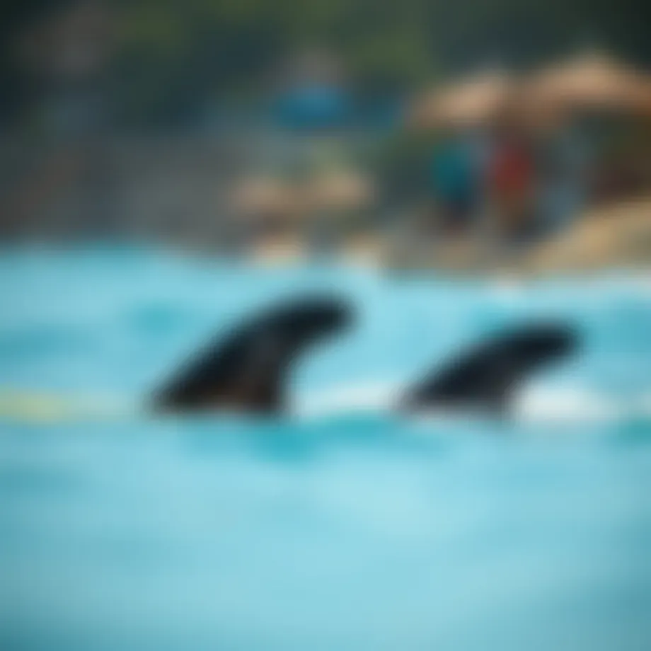 Exploring FCS 2 Fins: A Comprehensive Overview Introduction