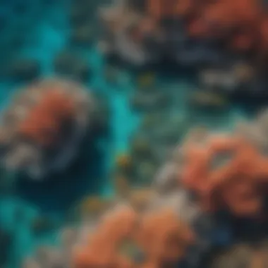 A stunning aerial view of the Great Barrier Reef showcasing its vibrant coral formations.