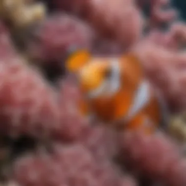 A close-up of a colorful clownfish nestled among sea anemones in the reef ecosystem.