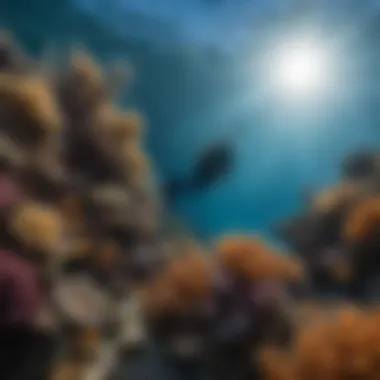 A diver exploring the underwater world of the Great Barrier Reef, surrounded by marine life.