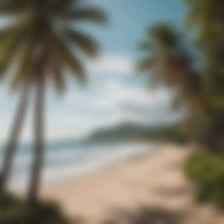 Relaxing beach scene with palm trees