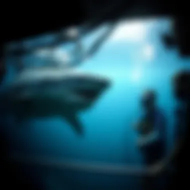 Exploring Shark Cage Diving at the Farallon Islands Summary Exploring Shark Cage Diving at the Farallon Islands Summary