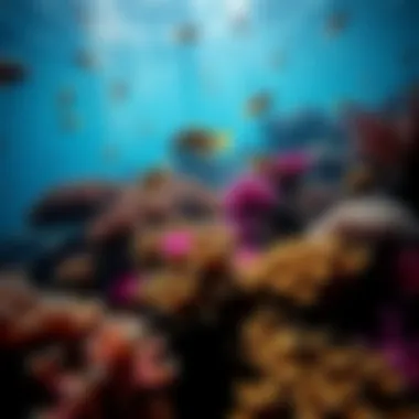 Diverse marine life thriving in a coral reef ecosystem within the Pacific.