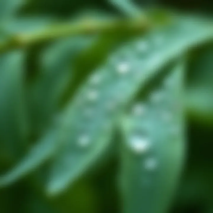 Delicate Beauty of Nature A close-up view of dew on leaves, symbolizing the delicate details of nature.