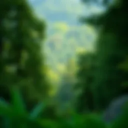 A serene landscape showcasing the beauty of a tranquil forest.