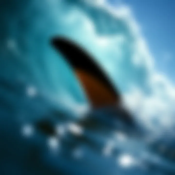 Fins Swimming: An Essential Element of Surfing Dynamics Summary