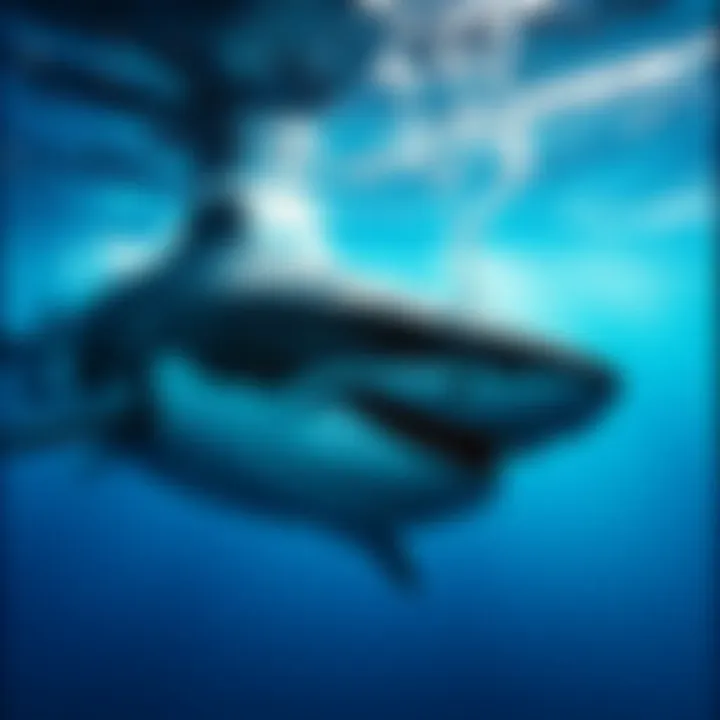 Gansbaai Shark Cage Diving: An In-Depth Exploration Introduction