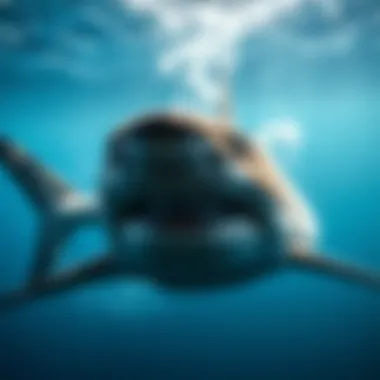 Gansbaai Shark Cage Diving: An In-Depth Exploration Summary Gansbaai Shark Cage Diving: An In-Depth Exploration Summary