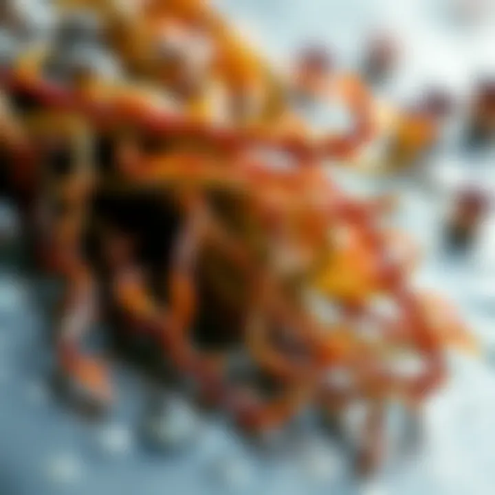 Close-up of nutrient-rich seaweed highlighting its texture and color