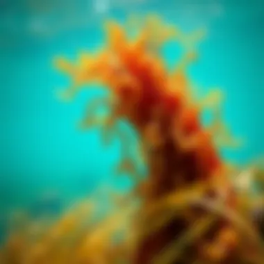An artistic representation of seaweed in a natural ocean habitat