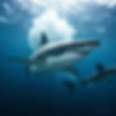 Intriguing Insights on Sharks: Beyond the Surface Summary Intriguing Insights on Sharks: Beyond the Surface Summary