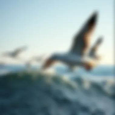 Seagulls soaring over the coastline