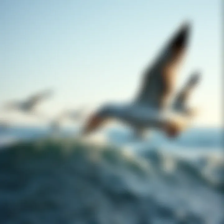 Seagulls soaring over the coastline