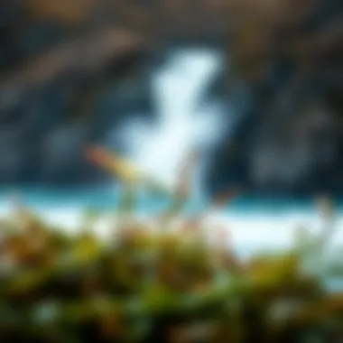 Notable The Benefits of Roasted Seaweed: A Nutritional and Culinary Perspective