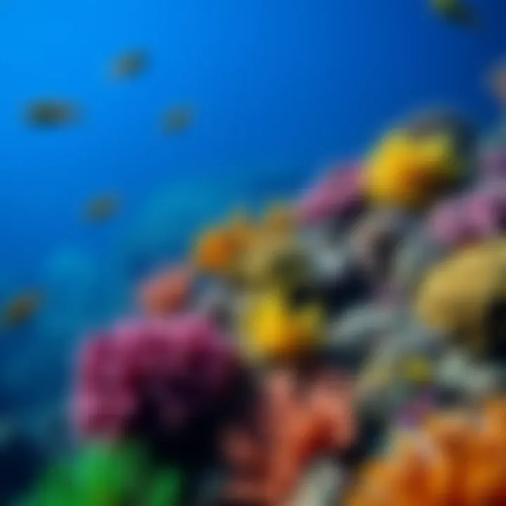 Diverse marine life thriving in colorful coral reefs