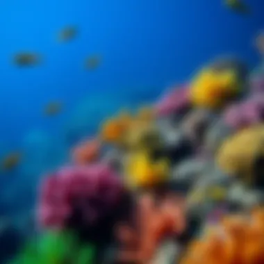 Marine Ecosystems and Their Colorful Diversity Diverse marine life thriving in colorful coral reefs
