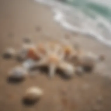 Close-up of seashells scattered on a beach