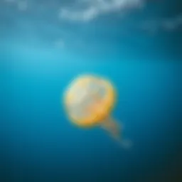 Understanding and Treating Jellyfish Stings Introduction
