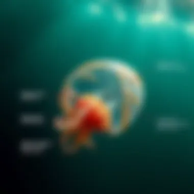Anatomy of a Jellyfish Diagram showing the anatomy of a jellyfish and its stinging mechanism