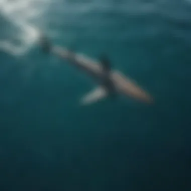 An aerial view of a shark hunting in clear blue waters.